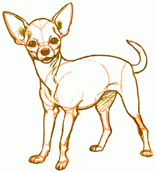 Exam Guide Online How To Draw A Chihuahua