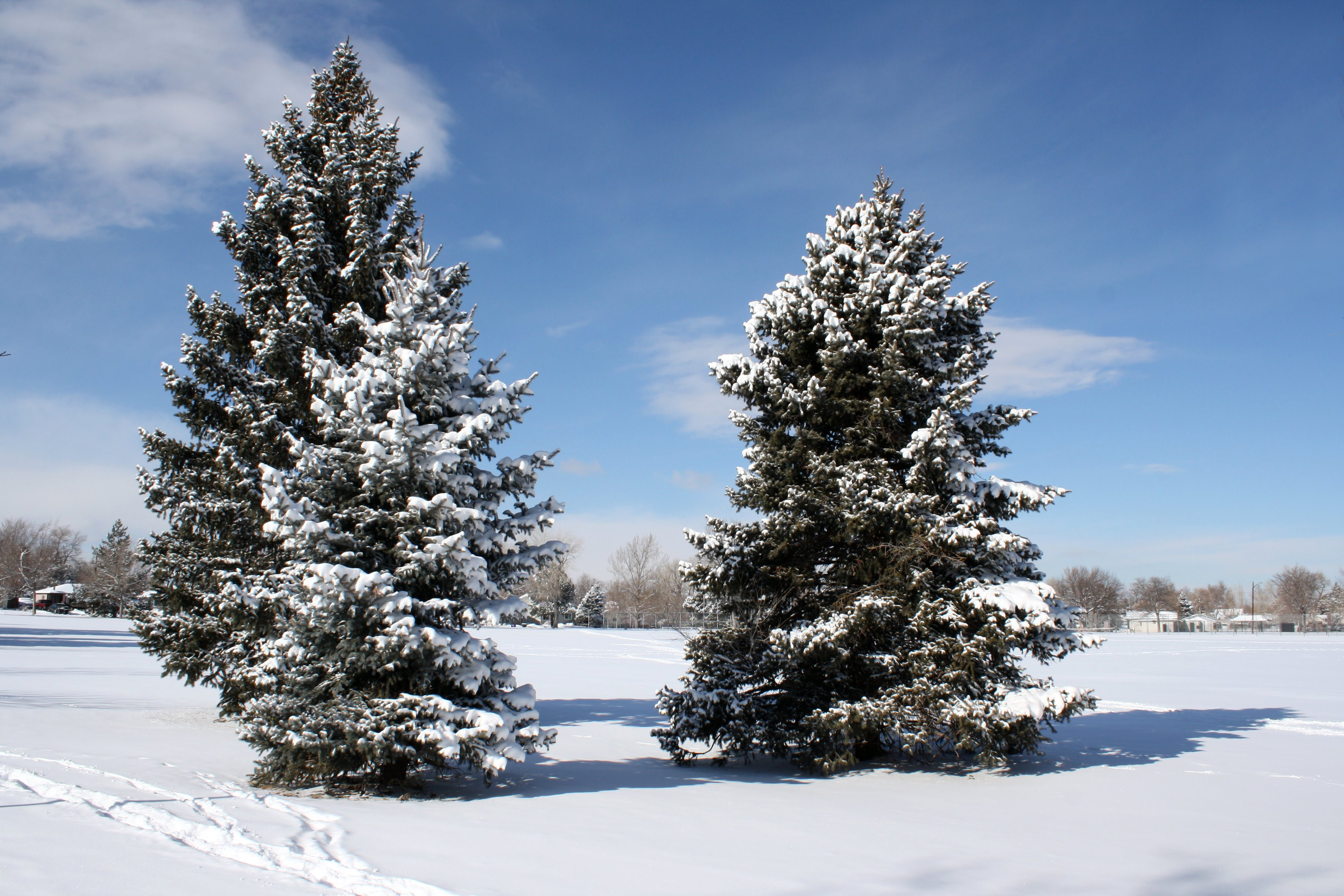 Snowy Pine Tree Close Up