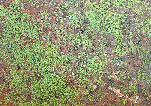 Metabolism 水草水槽 高回転型 5月 13