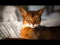 [Je voulais le plus] race de chat petite 118647-Race de chat  petite
