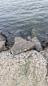 Police investigating after young pit bull left to drown in cage on river's edge