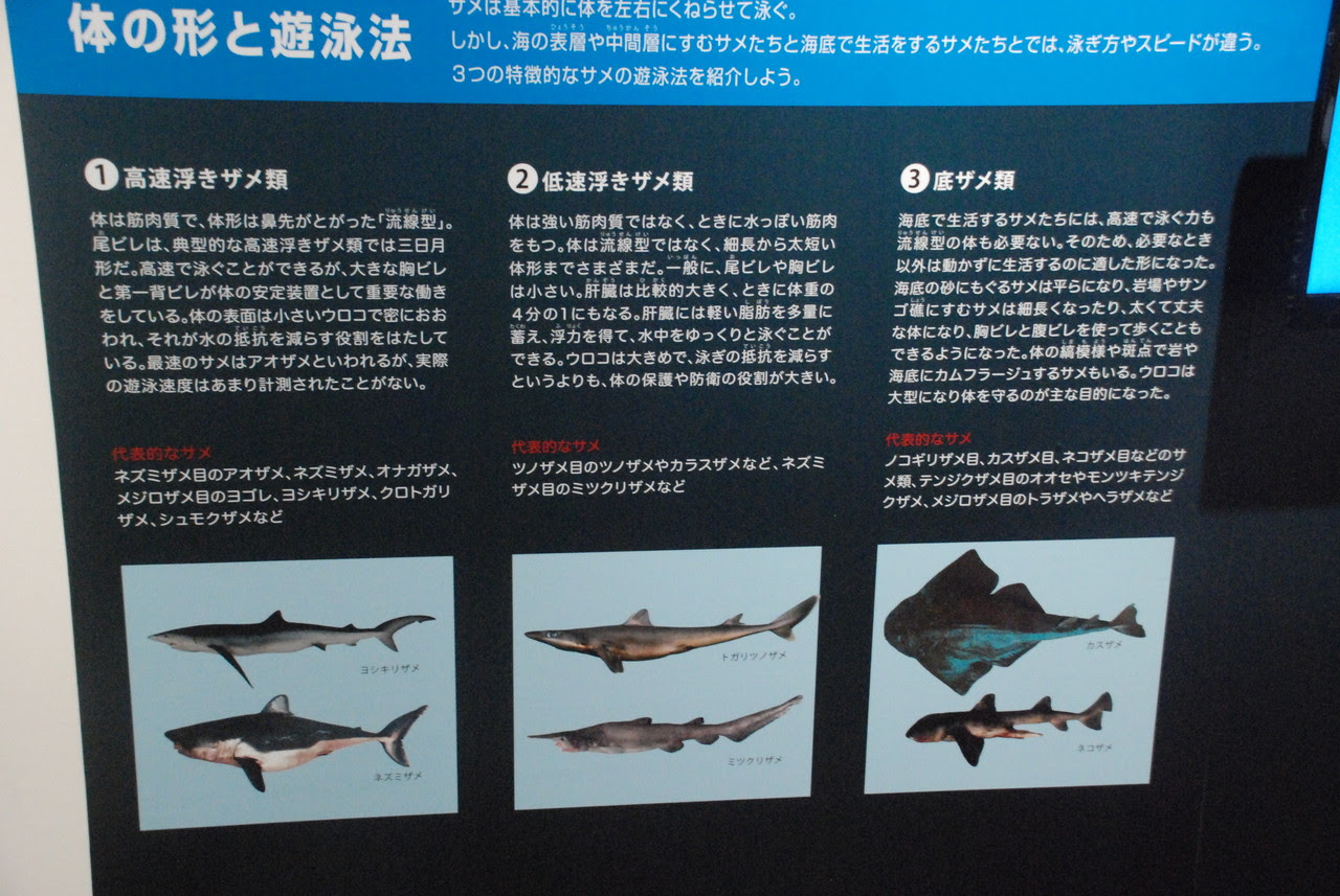 サメが好きならここへ行け 気仙沼シャークミュージアム に行ってきた