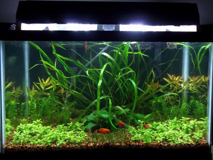 10 gallon aquarium Terrariums Pinterest