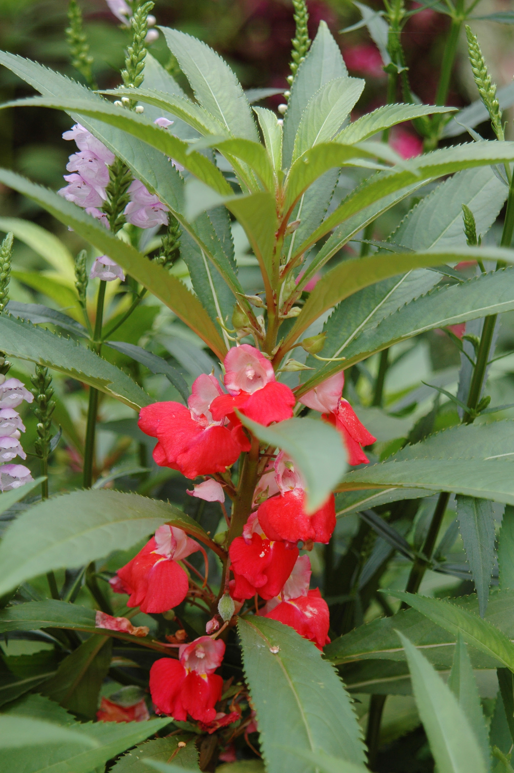 鳳仙花 台灣景觀植物介紹