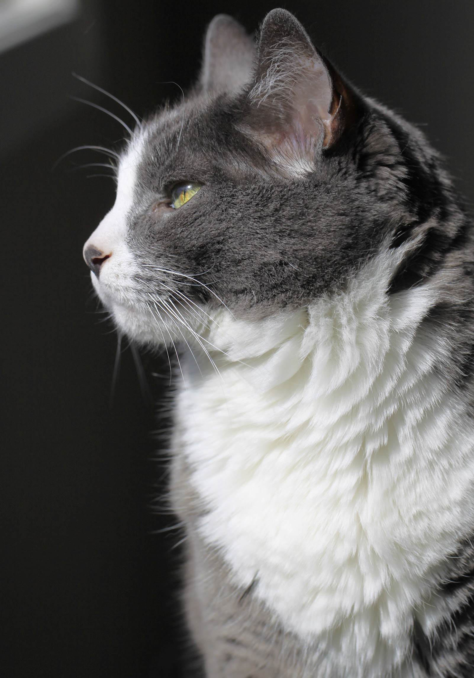Zephyr