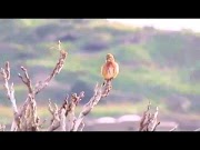Top Suara Burung Speed Rapat Untuk Master Murai Batu Dan Lovebird, viral!