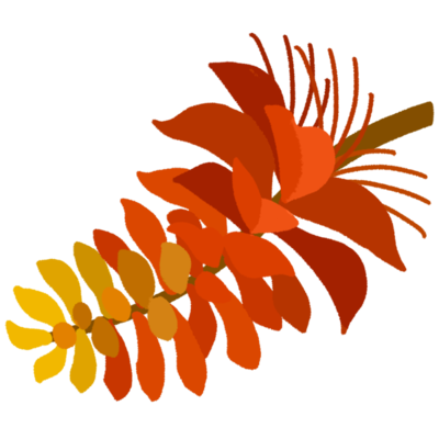 デイゴの花の無料素材 イラスト沖縄 おきなわ