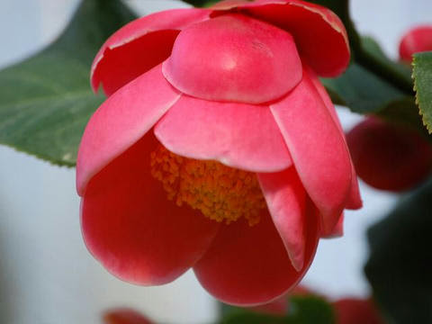 海棠椿 ハイドゥン 華凛の花言葉