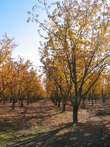 Sunlight through the plum orchard