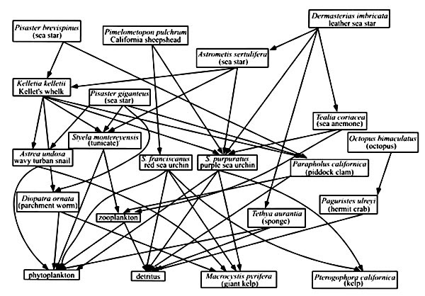 Food Web Diagram Examples. 12: Food web for a southern