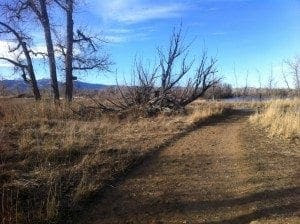 The trail at Sawhill Ponds in this lovely January weather we have been having