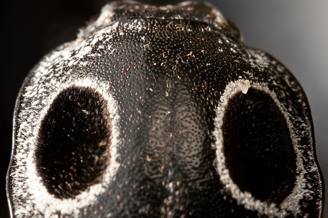 "Eyed Click Beetle" 1:1 Macro (Alaus oculatus)