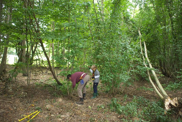 Coppicing in the woods