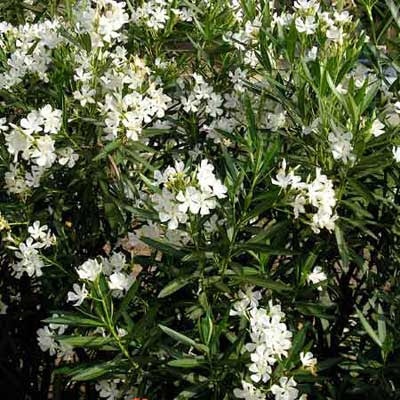 oleander with white flowers in full bloom