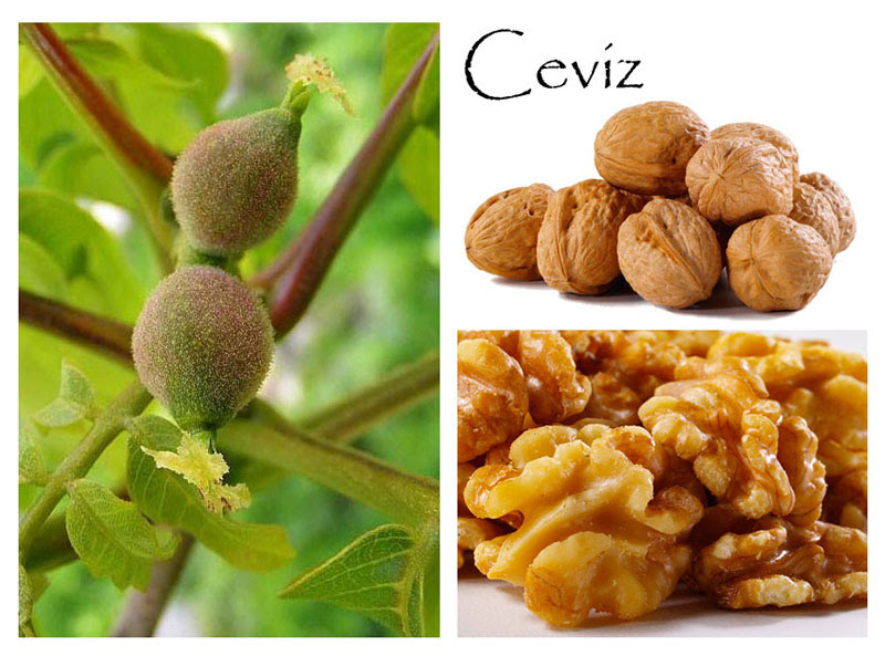 Ceviz (Hünerlopedi)