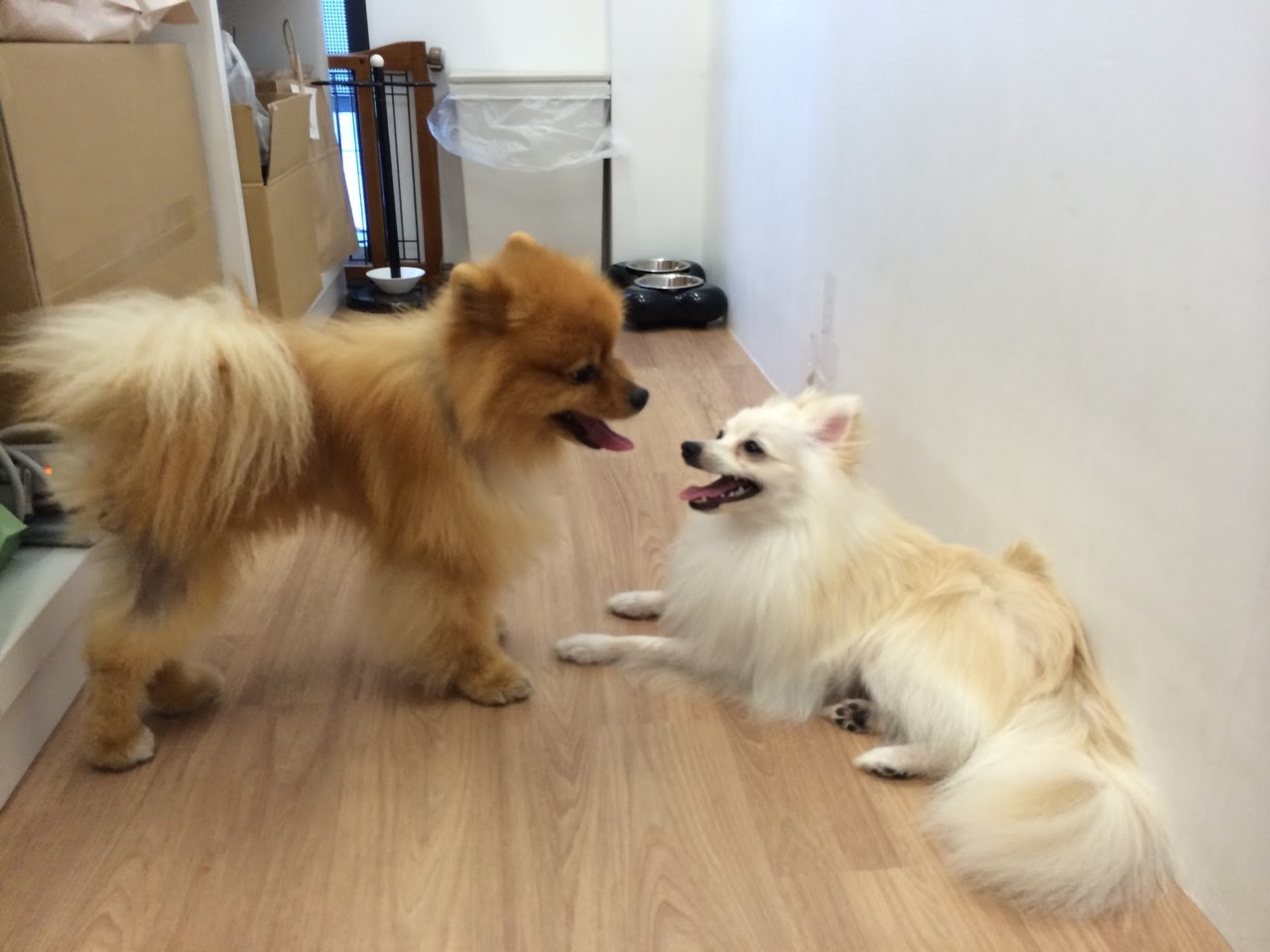 たぬき顔のポメラニアンのアトムくんと きつね顔のポメラニアンの楽しく 全力での戦い Ug Dogs アトラスタワー中目黒店 店長日誌