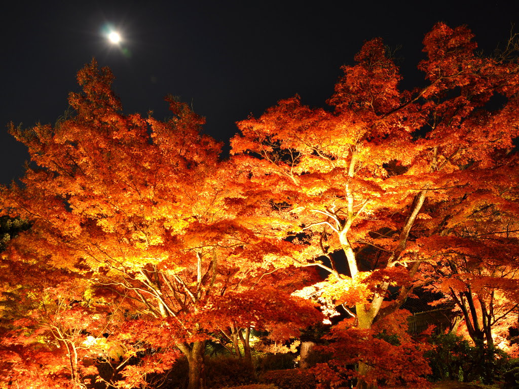 将軍塚青龍殿の紅葉 夜景写真