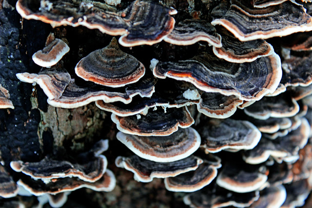 Turkey tail mushrooms