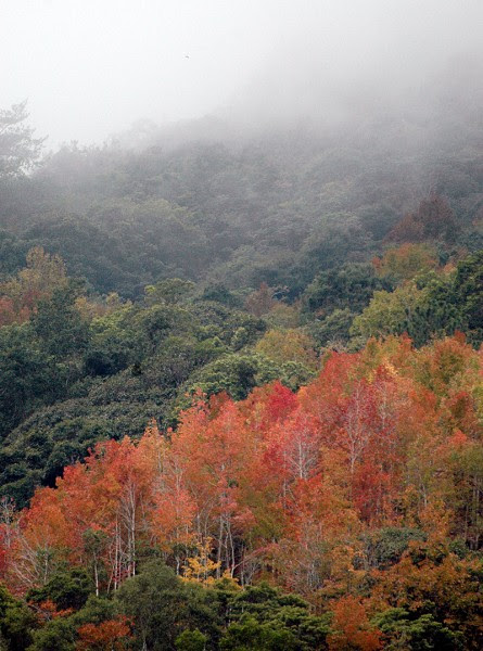 台灣南橫公路好「楓景」 霧中楓紅飄緲 | 大紀元