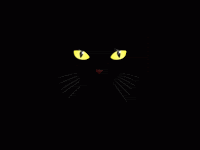 Gato photo gatopreto.gif