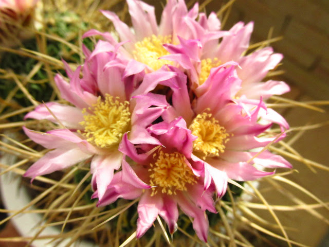 サボテン 千波万波 2頭均一の特異個体 Echinofossulocactus Multicostatus F Elegans 希少植物の販売 アグラオネマ専門販売店 アグラオネマ本舗