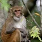  Wild Florida Monkeys Could Pass Herpes To People, Researchers Warn