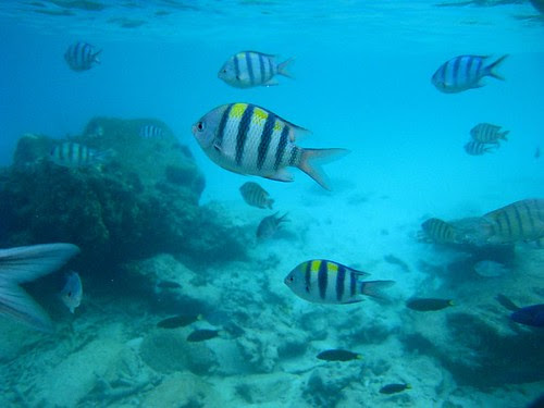 Under water picture of redang terengganu