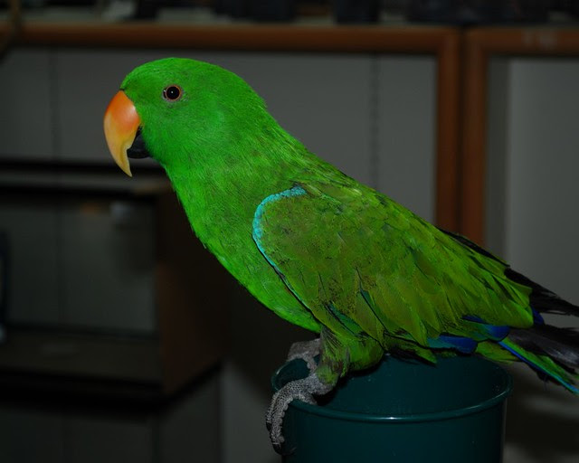 pet store18