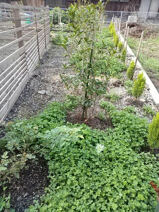 グランドカバーのクローバー 小さな平屋で暮らそう