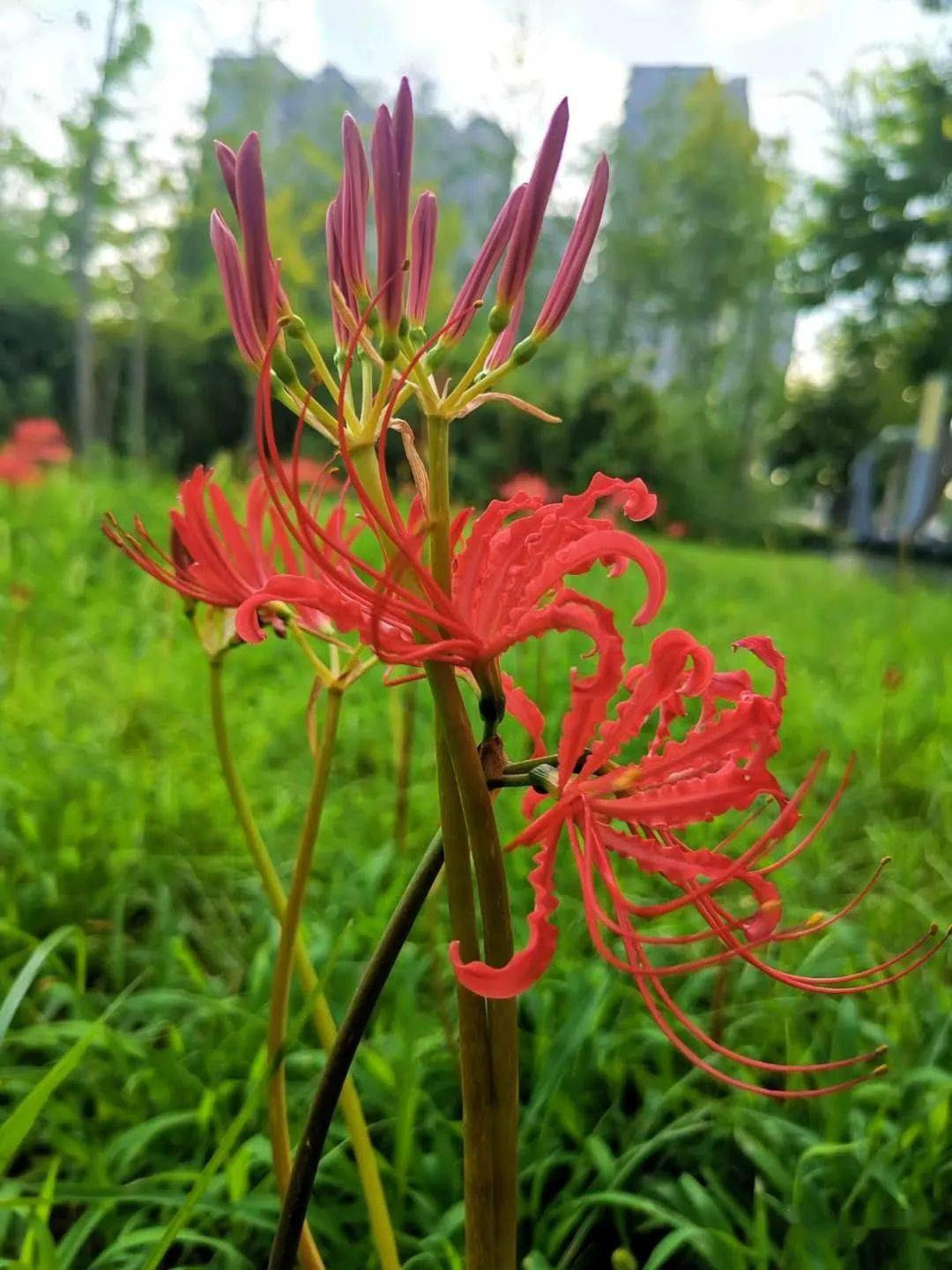 这一朵妖艳的花叫蔓珠华沙 还有个俗名竟然叫蒜 沙华