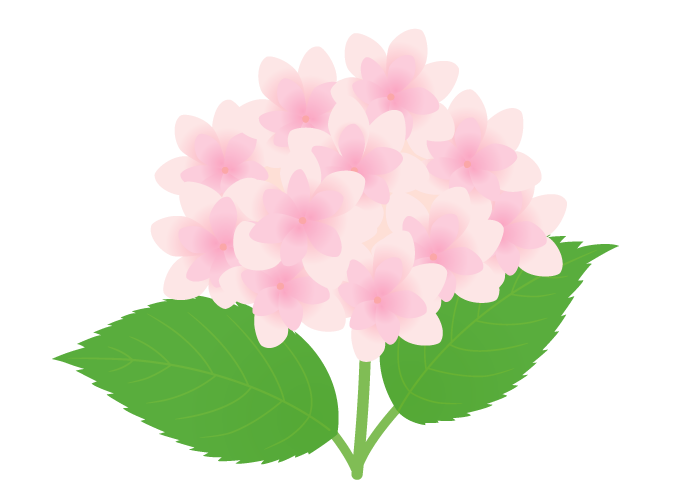 アジサイ 紫陽花 の花 かわいい無料のフリーイラスト素材集