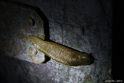 Lesma / Slug (74)