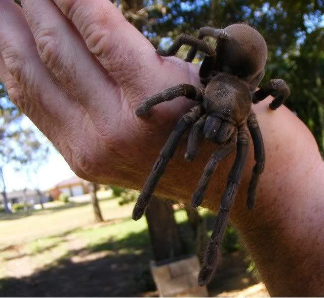 Phlogius crassipes on Greg’s hand