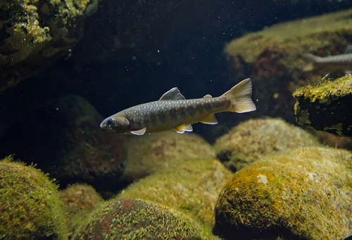 イワナとニジマスとヤマメの見分け方について 熱帯魚 淡水魚 海水魚の図鑑