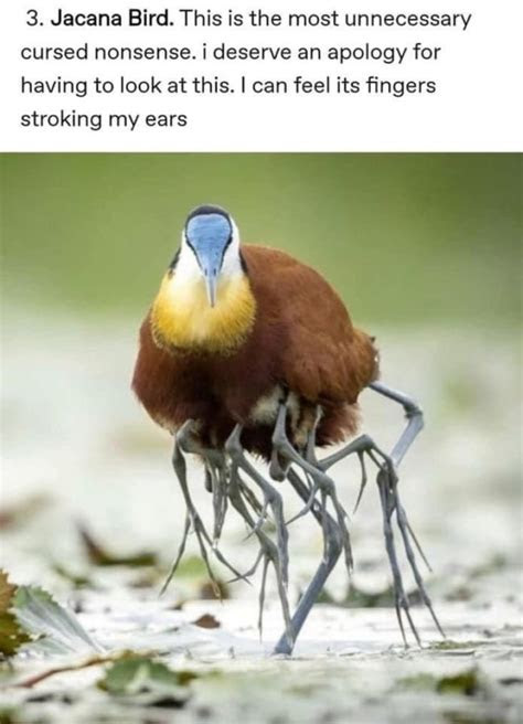 tumblr answers  question   birds  cursed  pics