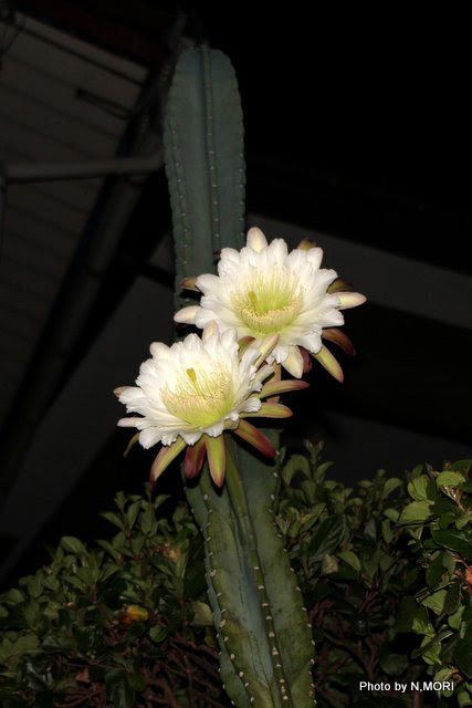 珍しいサボテンの花 サンカクチュウ シマだより 奄美大島瀬戸内町