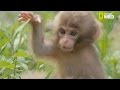 [Téléchargement Gratuit! √] bébé petit singe mignon 278967