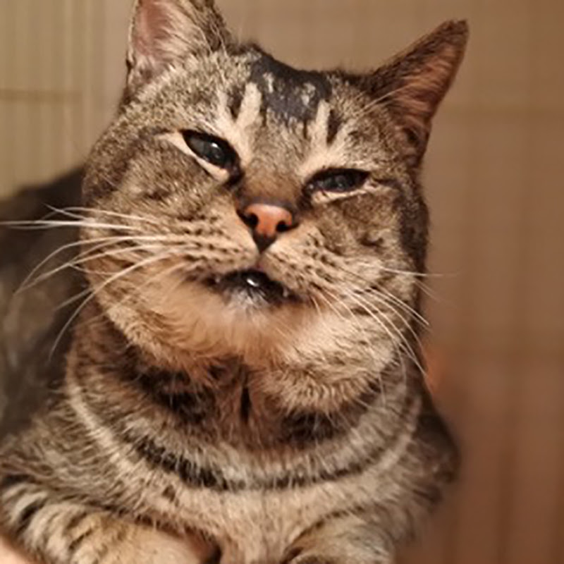 猫のフレーメン反応の秘密 変な臭いで変な顔をしてるってホント