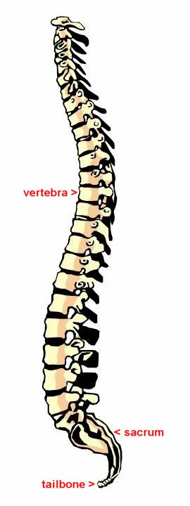 The Human Skeleton :: Backbone, Skull, Ribs & Pelvis
