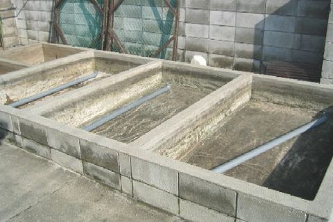 らんちゅう専門 伊東養魚場 タタキ池の作成 改造