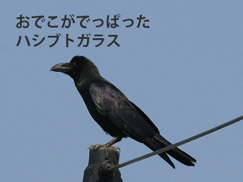 Q And A 過去のお問合せから 読み物コーナー 山階鳥類研究所