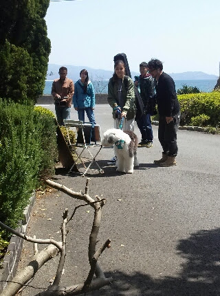 Zipあおぞらキャラバン Around Island 2