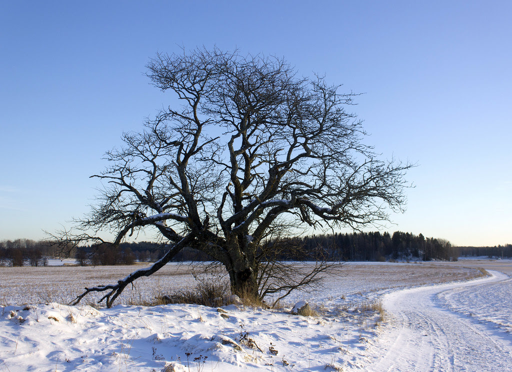 That Old Tree