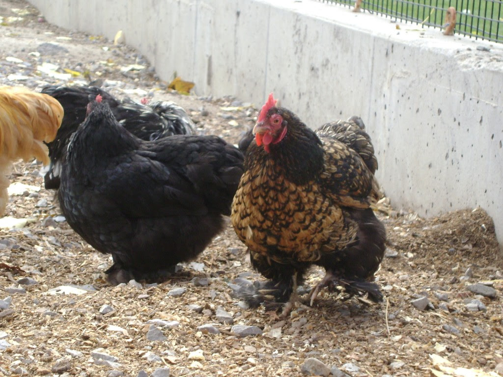 Fancy Chickens Fancy footed chickens.