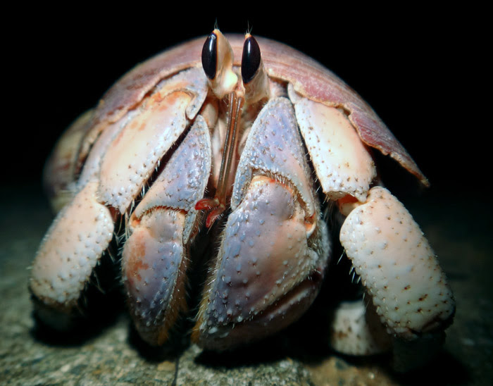 近所 きんじょ のムラサキオカヤドカリ 徳之島 自然日誌