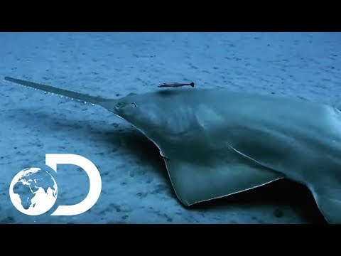 saw fish - wonderful rare fish  