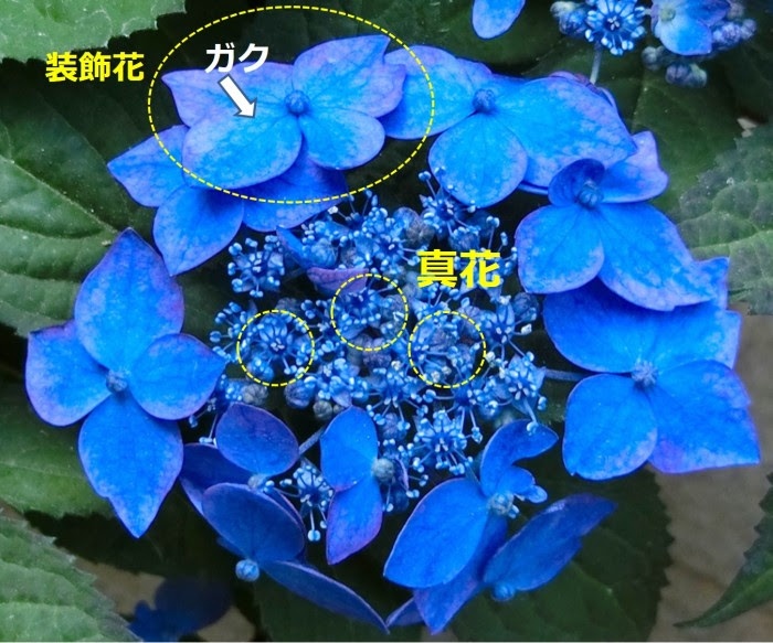 あじさい豆知識 あじさい情報 Au天気