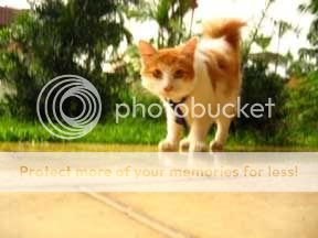 Image hosted by Photobucket.com