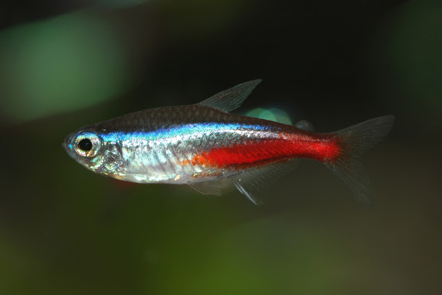 意外と奥が深い ネオンテトラ とその仲間たち 熱帯魚 アクアリウム情報マガジン