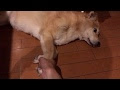 [最も選択された] 可愛い 雑種 犬 260615